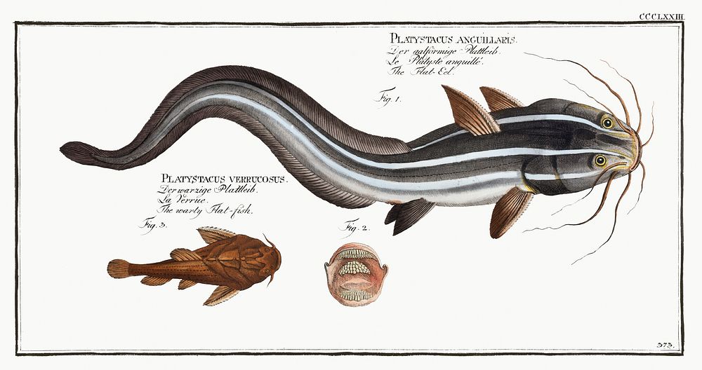 1. Flat-Eel (Platystacus angullaris) 2. Warty Flat-fish (Platystacus verrucosus) from Ichtylogie, ou Histoire naturelle:…