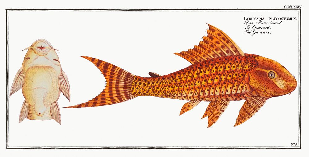 Guacari (Loricaria plecostomus) from Ichtylogie, ou Histoire naturelle: g&eacute;nerale et particuli&eacute;re des poissons…