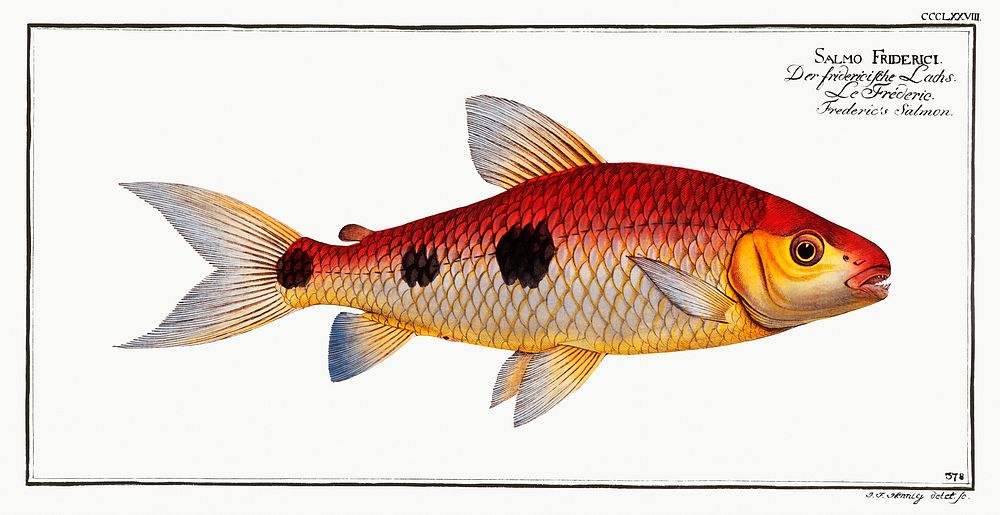 Frederic's Salmon (Salmo Friderici) from Ichtylogie, ou Histoire naturelle: g&eacute;nerale et particuli&eacute;re des…
