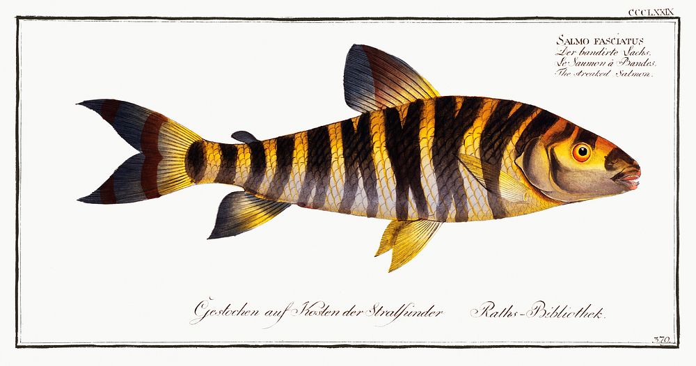 Streaked Salmon (Salmo fasciatus) from Ichtylogie, ou Histoire naturelle: g&eacute;nerale et particuli&eacute;re des…