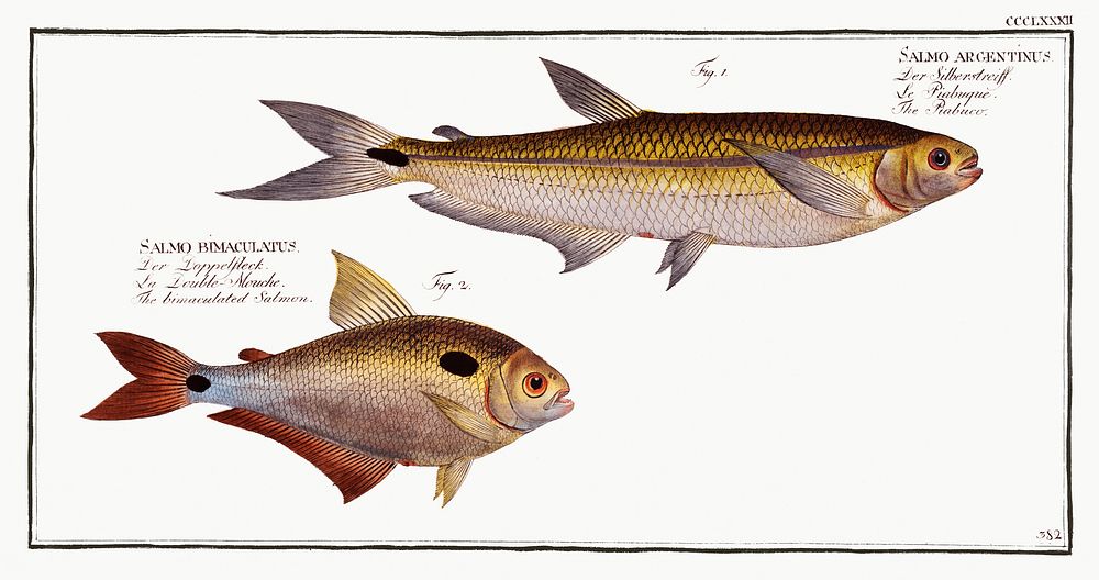 1. Piabuco (Salmo argentinus) 2. Bimaculated Salmon (Salmo bimaculatus) from Ichtylogie, ou Histoire naturelle:…