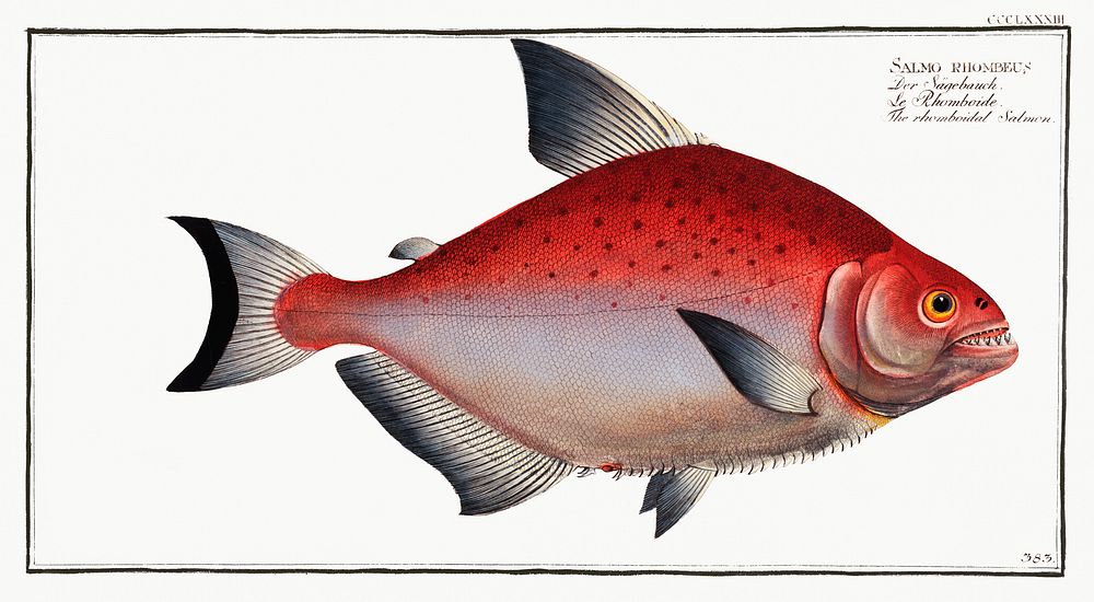 Rhomboidal Salmon (Salmo rhombeus) from Ichtylogie, ou Histoire naturelle: g&eacute;nerale et particuli&eacute;re des…