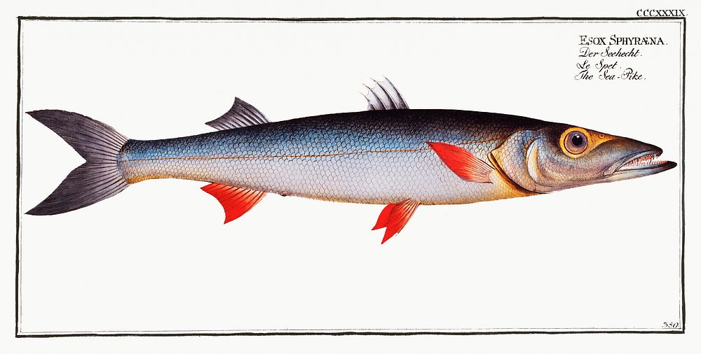 Sea-Pike (Esox Sphyraena) from Ichtylogie, ou Histoire naturelle: g&eacute;nerale et particuli&eacute;re des poissons…