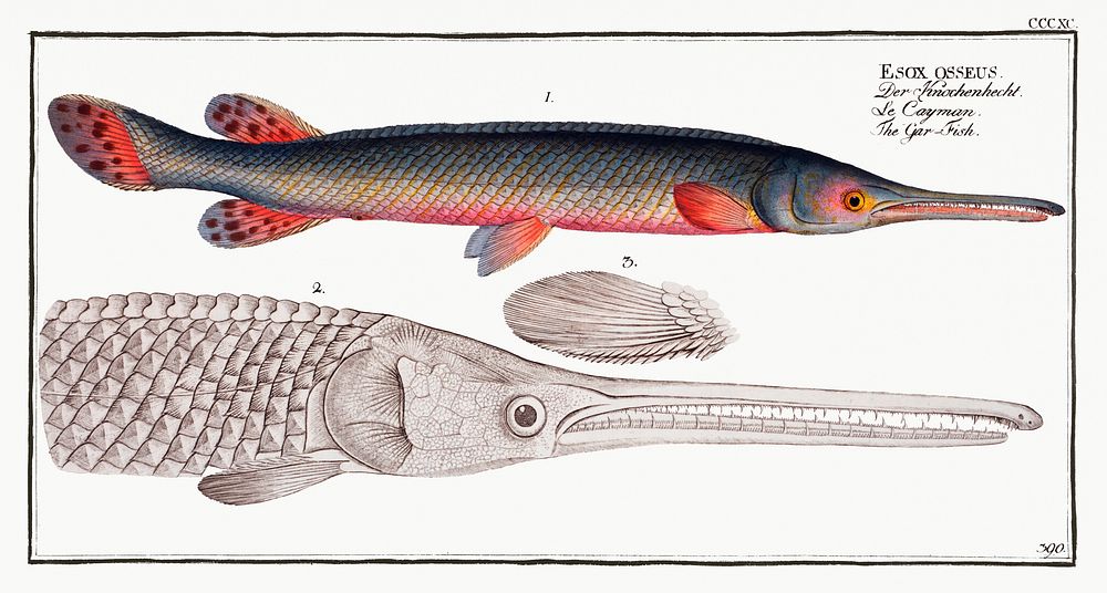 Gar-Fish (Esox osseus) from Ichtylogie, ou Histoire naturelle: g&eacute;nerale et particuli&eacute;re des poissons…