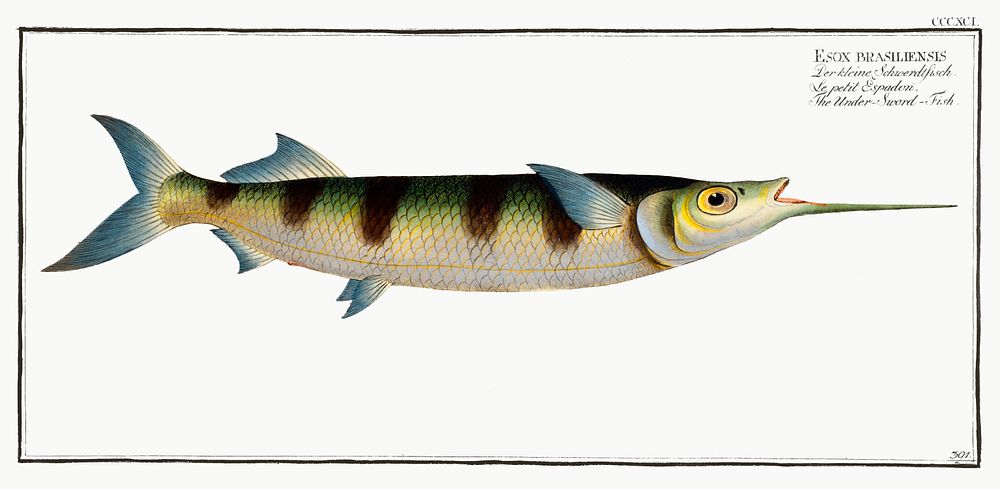 Under-Sword-Fish (Esox brasiliensis) from Ichtylogie, ou Histoire naturelle: g&eacute;nerale et particuli&eacute;re des…