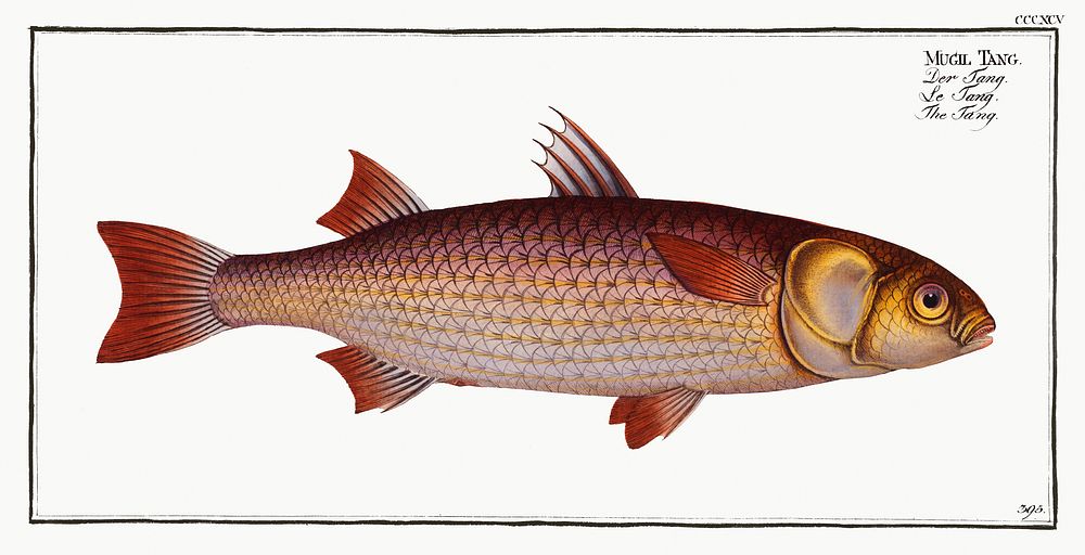 Tang (Mugil Tang) from Ichtylogie, ou Histoire naturelle: g&eacute;nerale et particuli&eacute;re des poissons…