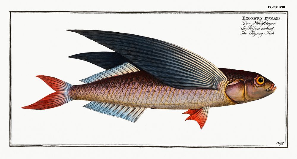 Flying-Fish (Exocoetus evolans) from Ichtylogie, ou Histoire naturelle: g&eacute;nerale et particuli&eacute;re des poissons…