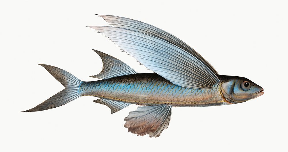 Vintage illustration of Middle-Pinned Flying-Fish (Exocoetus Mesogaster)