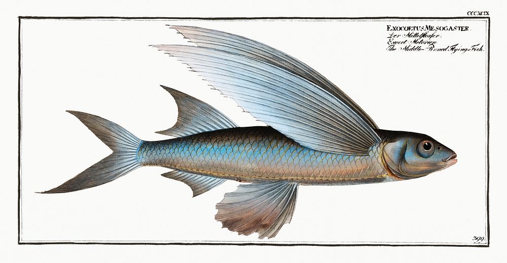 Middle-Pinned Flying-Fish (Exocoetus Mesogaster) from Ichtylogie, ou Histoire naturelle: g&eacute;nerale et…