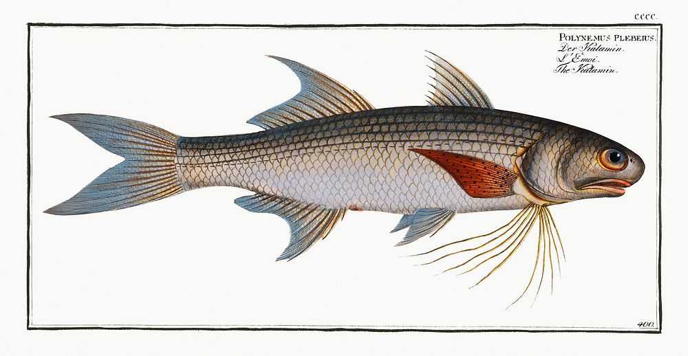 Kalamin (Polynemus plebeius) from Ichtylogie, ou Histoire naturelle: g&eacute;nerale et particuli&eacute;re des poissons…