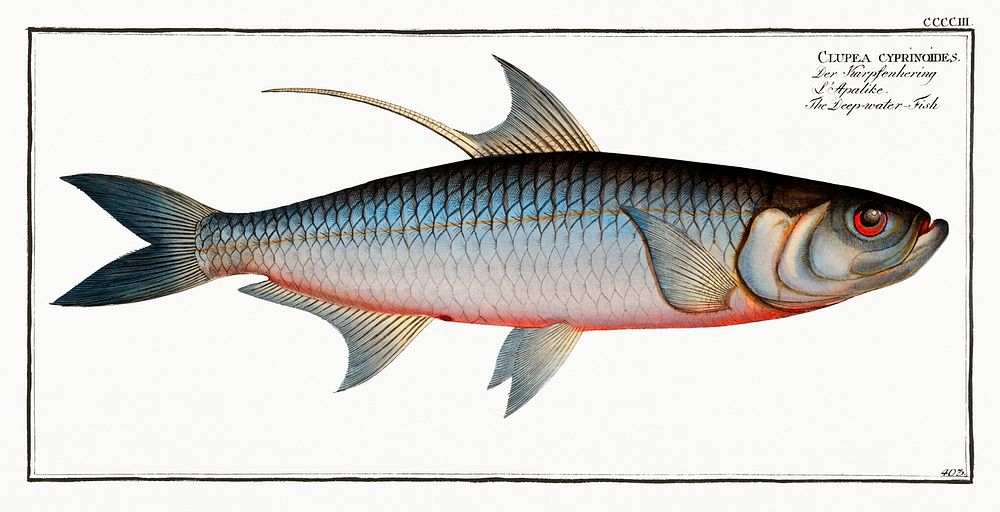 Deep-water Fish (Clupea cyprinoides) from Ichtylogie, ou Histoire naturelle: g&eacute;nerale et particuli&eacute;re des…
