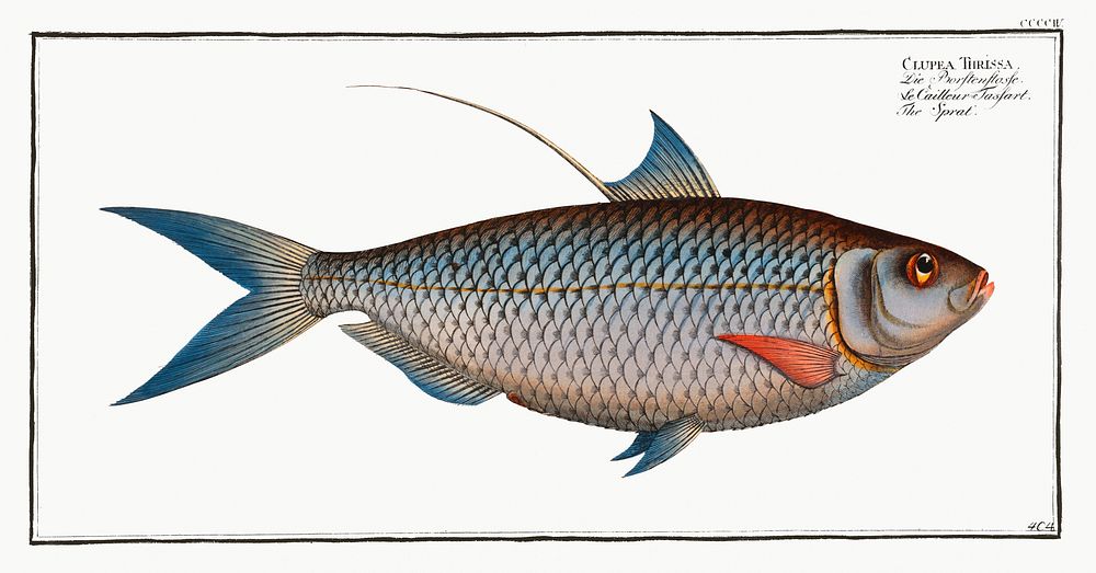 Sprat (Clupea Thrissa) from Ichtylogie, ou Histoire naturelle: g&eacute;nerale et particuli&eacute;re des poissons…