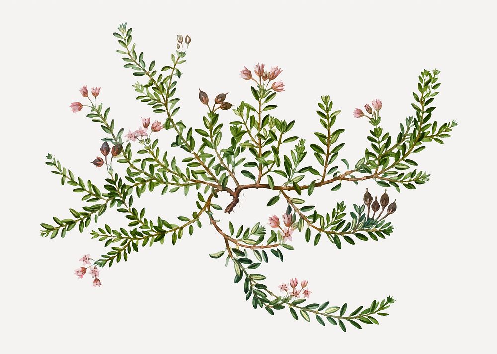 Vintage alpine azalea branch plant vector