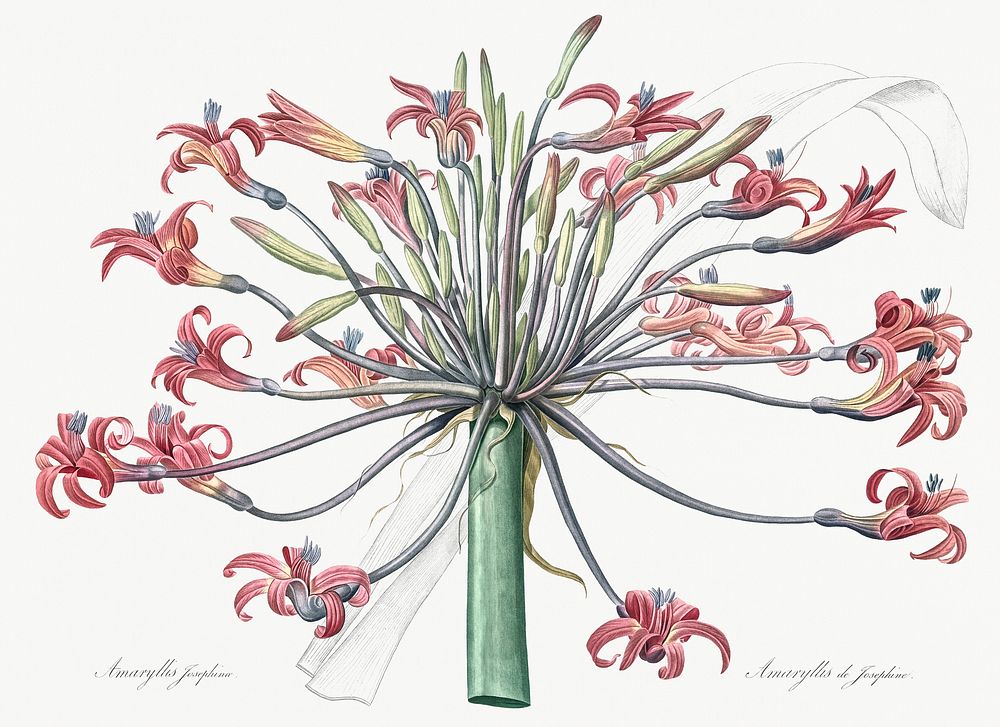 Josephine's lily illustration from Les liliac&eacute;es (1805) by Pierre-Joseph Redout&eacute;. Original from New York…
