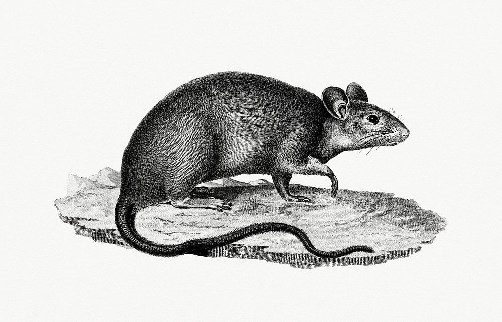 Vintage illustration of Alexandria Rat (Rat d'Alexandrie)