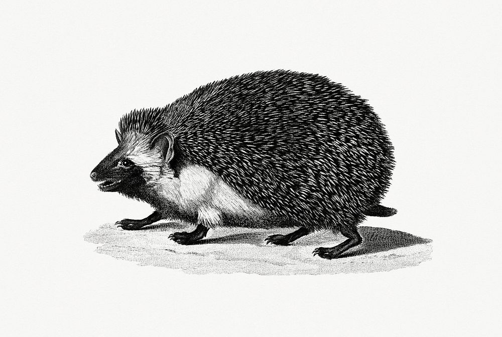 Vintage illustration of Hedgehog