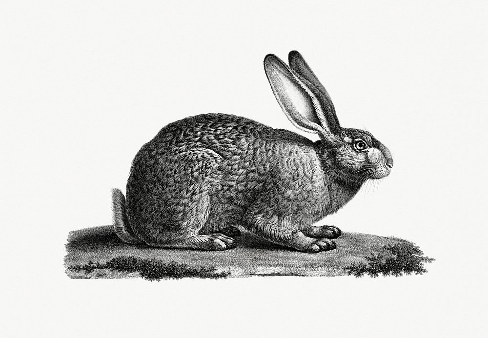 Vintage illustration of Egyptian Hare (Li&egrave;vre d'&Eacute;gypte)