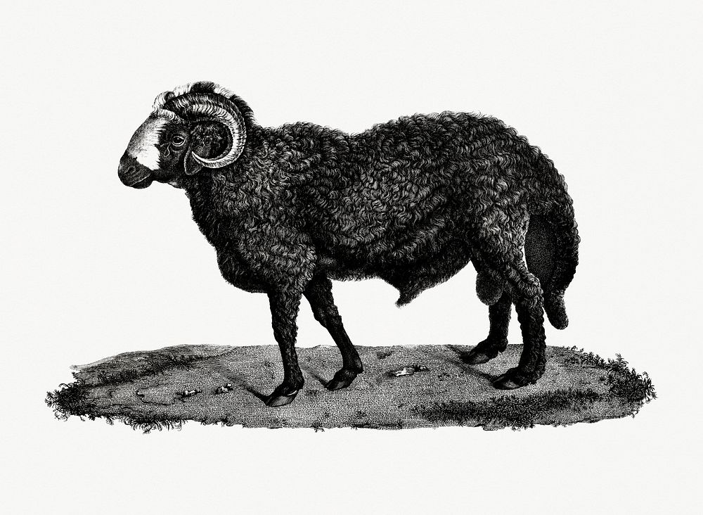 Vintage illustration of Fat-tailed sheep
