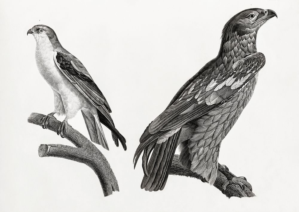 1. Young Spotted eagle 2. The black-winged kite illustrated by Edme Fran&ccedil;ois Jomard for Description de…