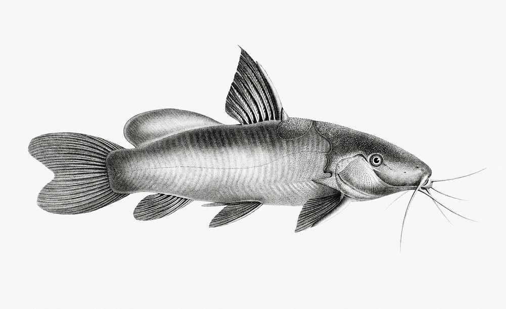 Vintage illustration of Black Spotted Catfish