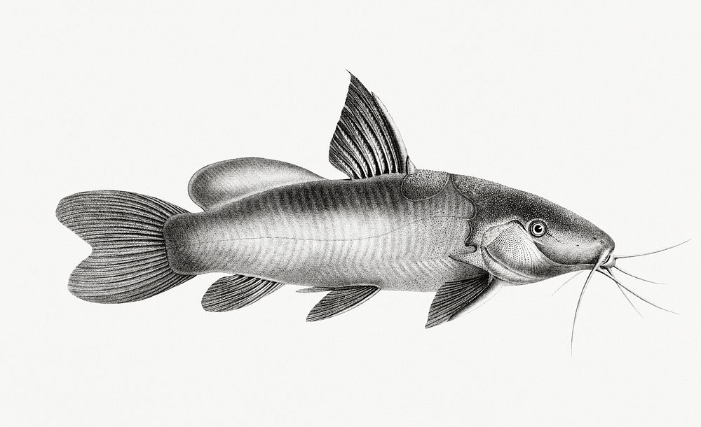 Vintage illustrations of Black Spotted Catfish