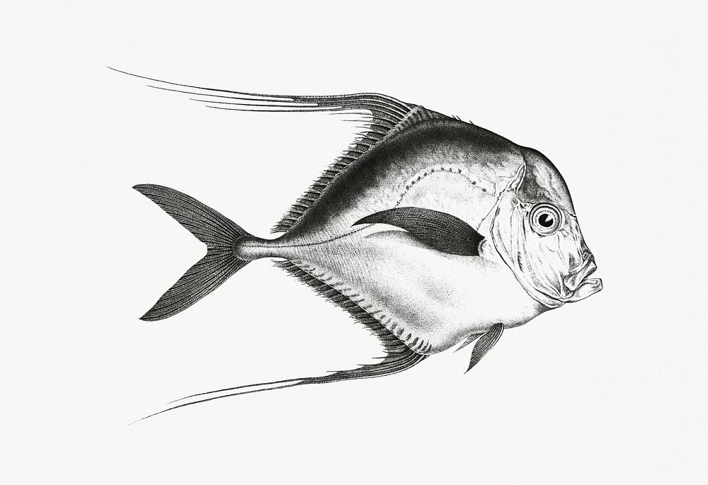 Vintage illustration of Gal d'Alexandrie