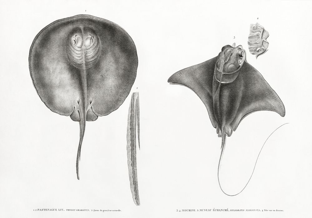 1.2. Stingray 2. Tail of life size 3.4. Mourine with scalloped snout 4. Top view of head illustrated by Edme Fran&ccedil;ois…