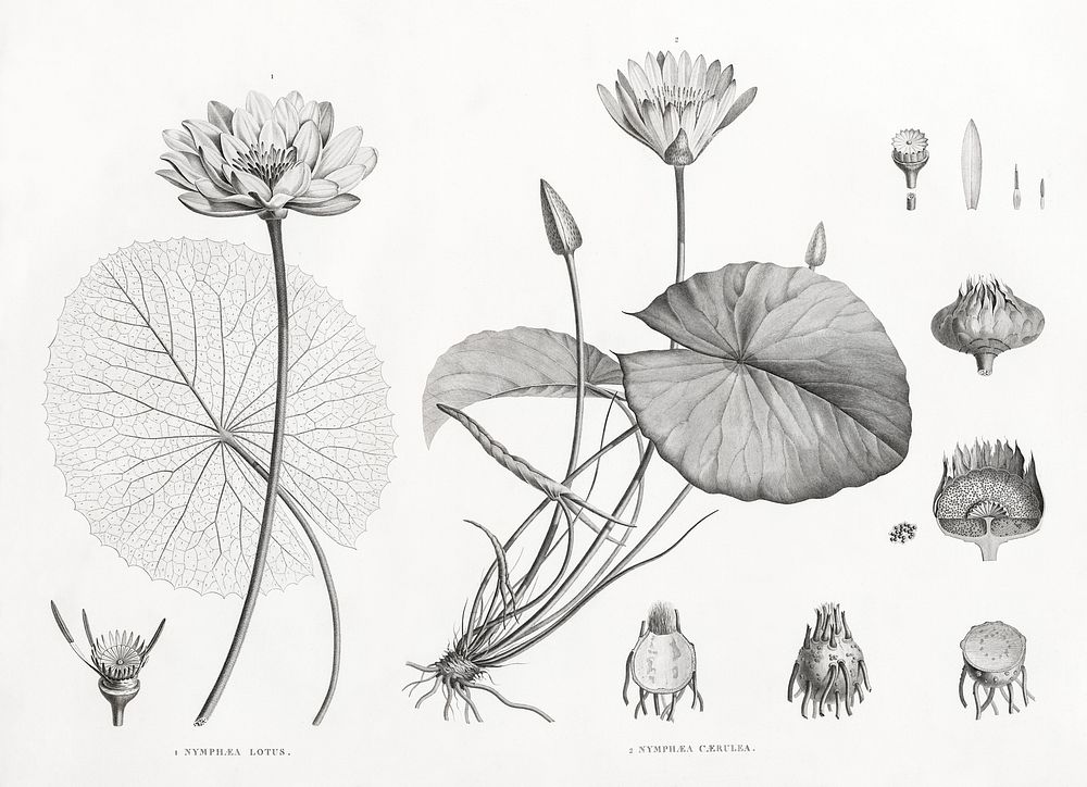 White Egyptian lotus illustrated by Edme Fran&ccedil;ois Jomard for Description de l'&Eacute;gypte Histoire Naturelle (1809…