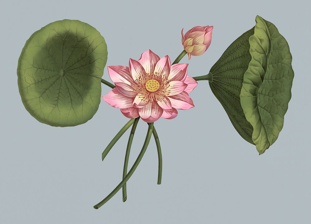 Vintage illustration of Sacred Lotus