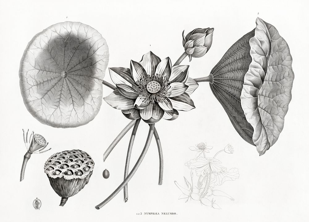 Sacred Lotus illustrated by Edme Fran&ccedil;ois Jomard for Description de l'&Eacute;gypte Histoire Naturelle (1809-1828).…