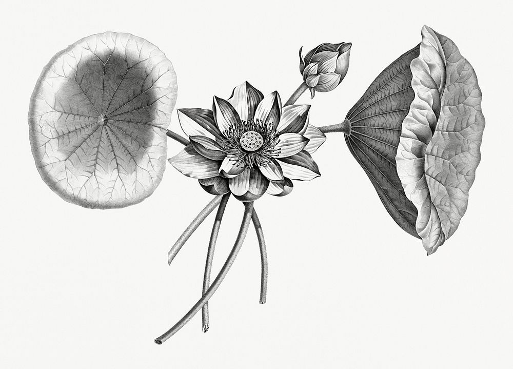 Vintage illustration of Sacred Lotus