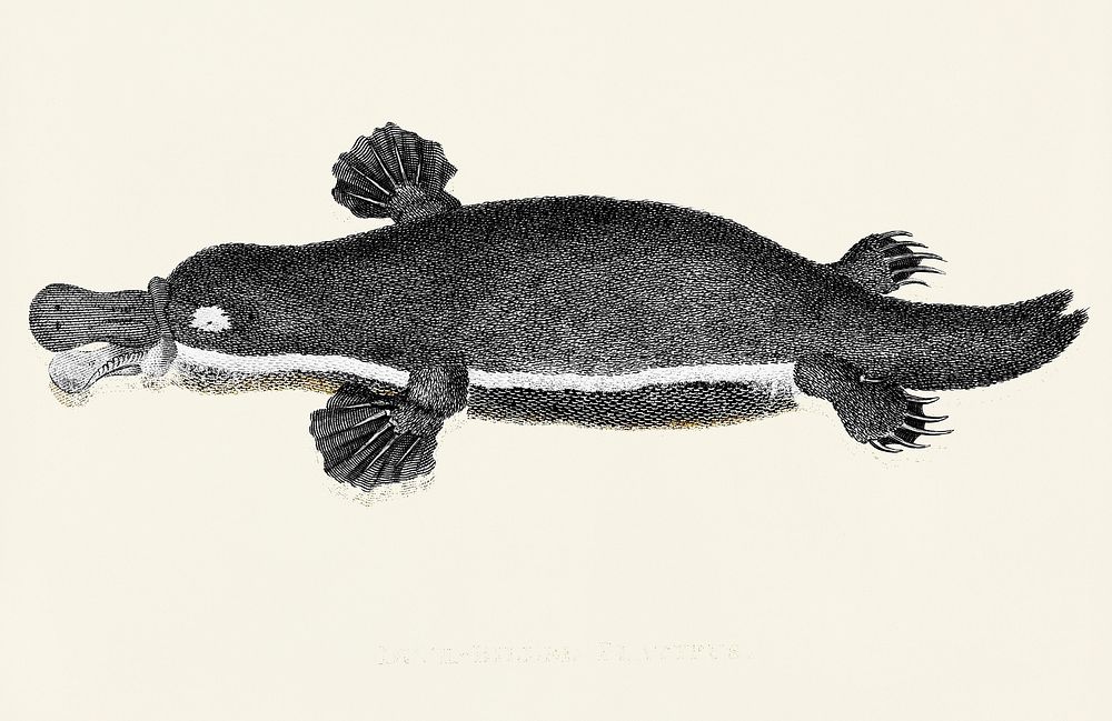 Duck-billed platypus from Zoological lectures delivered at the Royal institution in the years 1806-7 illustrated by George…