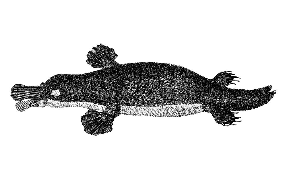 Vintage illustrations of Duck-billed platypus