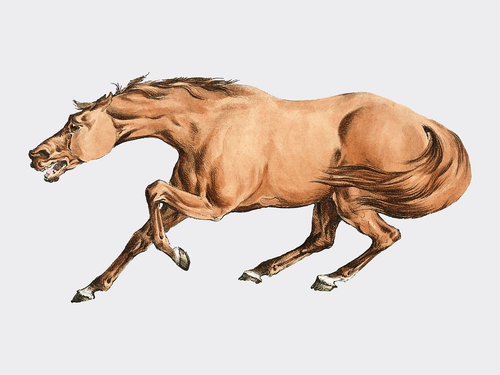 Illustration of light-brown horse from Sporting Sketches (1817-1818) by Henry Alken (1784-1851). Digitally enhanced by…