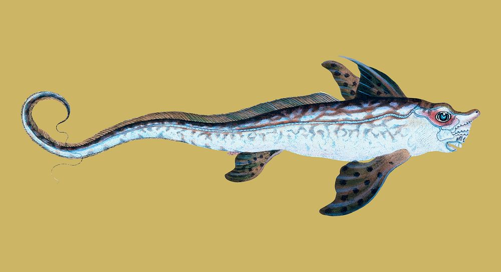 Vintage fish illustration
