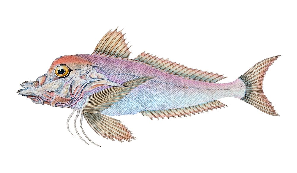 Vintage fish illustration