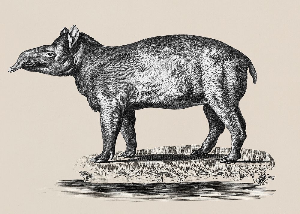 Illustration of Tapir from Zoological lectures delivered at the Royal institution in the years 1806-7 illustrated by George…
