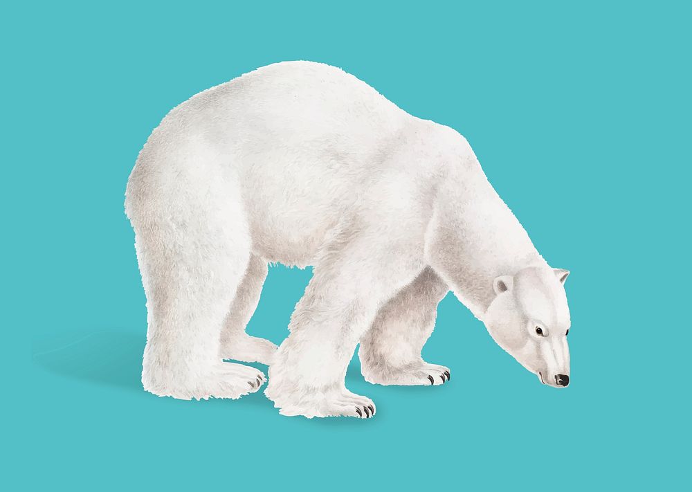 Polar Bear illustration