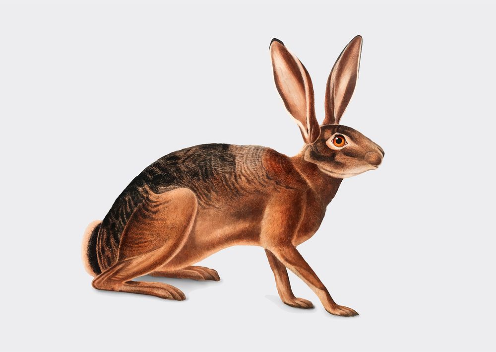Californian Hare illustration