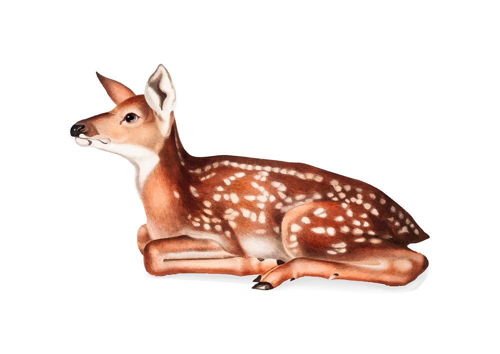 American Deer illustration