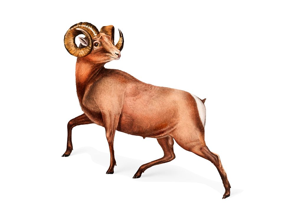 Rocky Mountain Sheep illustration