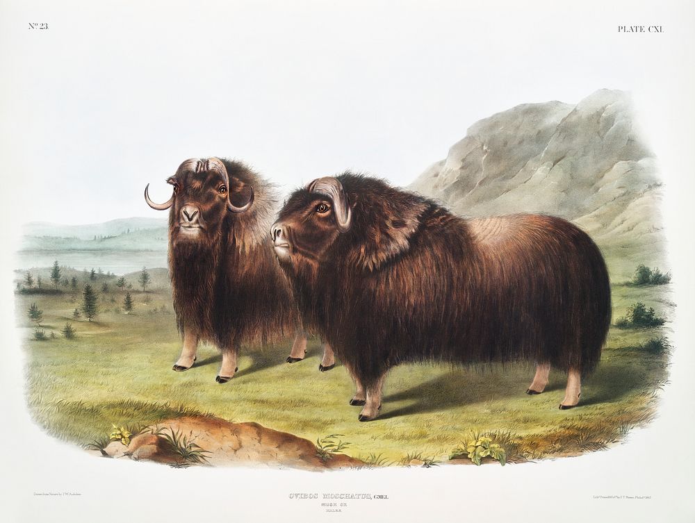 Musk Ox (Ovibos moschatus) from the viviparous quadrupeds of North America (1845) illustrated by John Woodhouse Audubon…