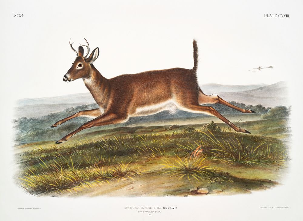 Long-tailed Deer (Cervus leucurus) from the viviparous quadrupeds of North America (1845) illustrated by John Woodhouse…