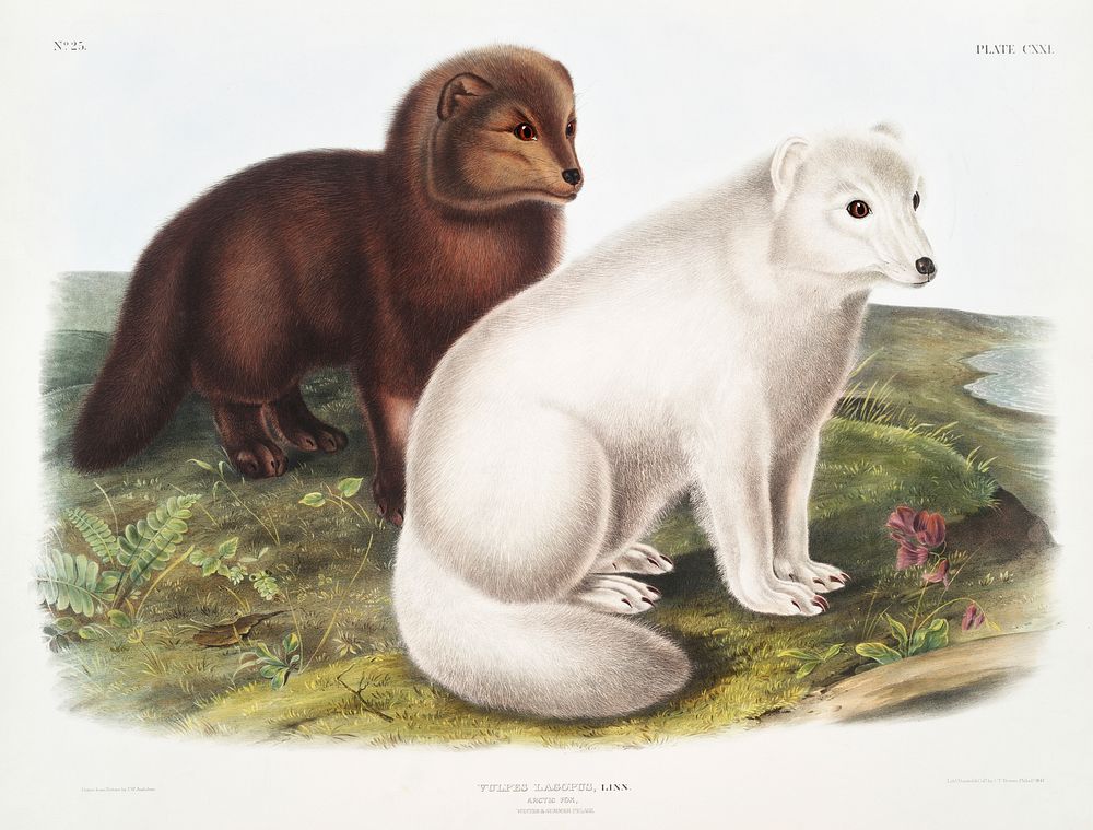 Arctic Fox (Vulpes lagopus) from the viviparous quadrupeds of North America (1845) illustrated by John Woodhouse Audubon…