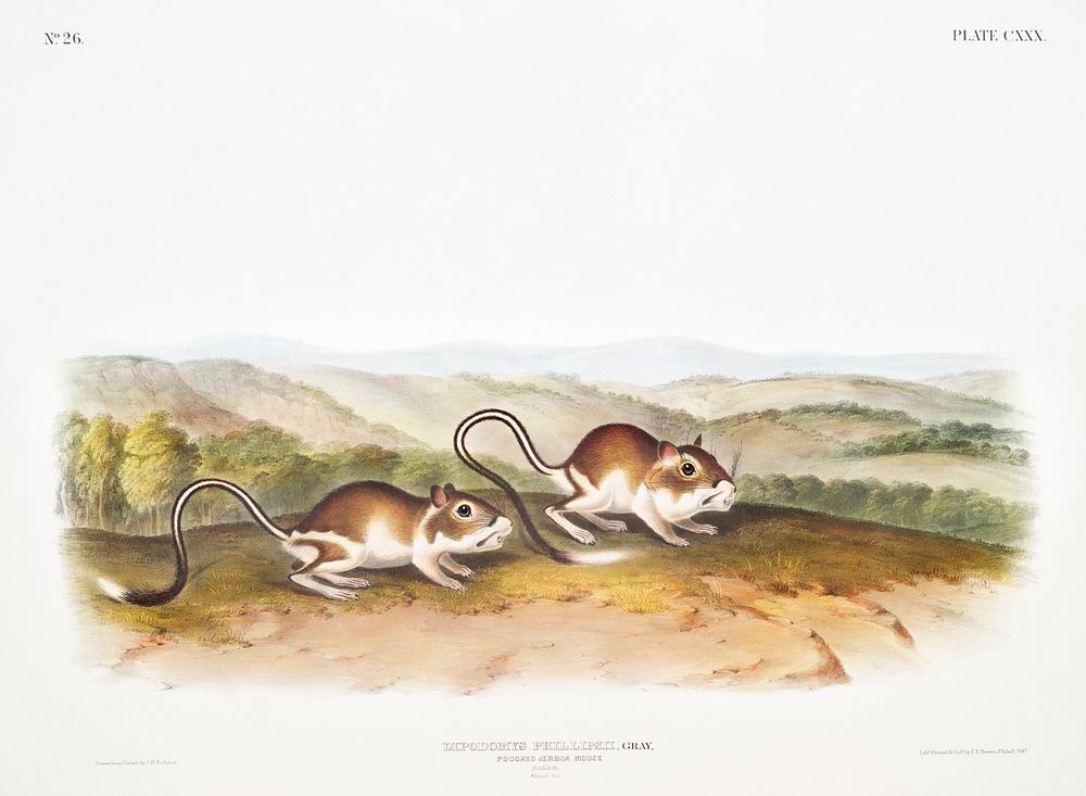 Pouched Jerboa Mouse (Dipodomys Phillipsii) from the viviparous quadrupeds of North America (1845) illustrated by John…