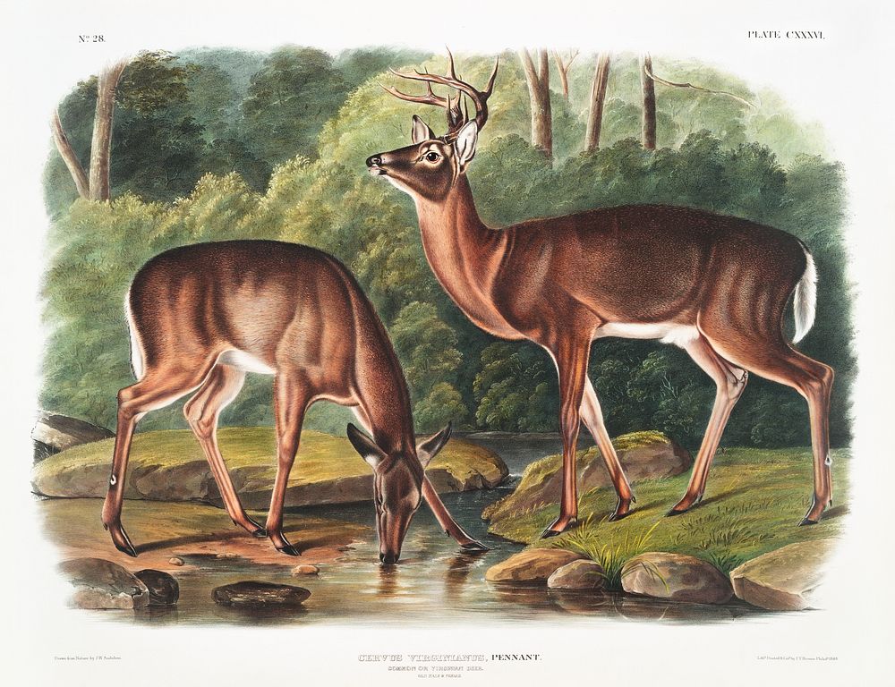 Deer or Virginian Deer (Cervus Virginianus) from the viviparous quadrupeds of North America (1845) illustrated by John…