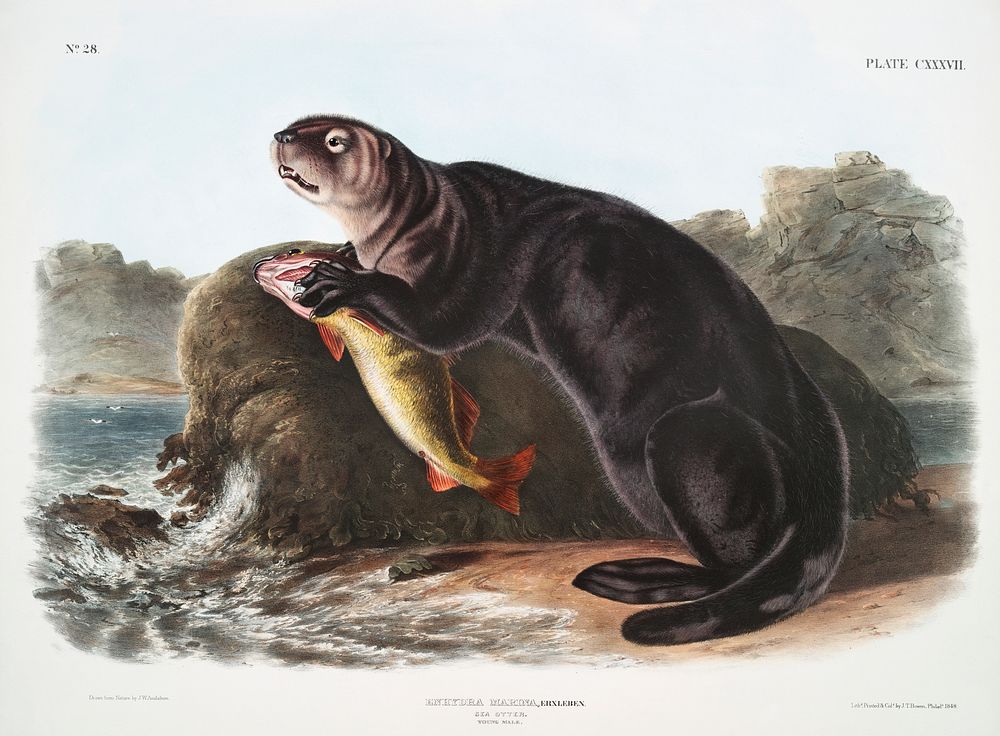 Sea Otter (Enhydra marina) from the viviparous quadrupeds of North America (1845) illustrated by John Woodhouse Audubon…