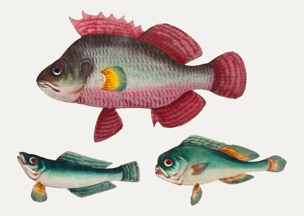 Chinese painting of one pink fish and two green fish.