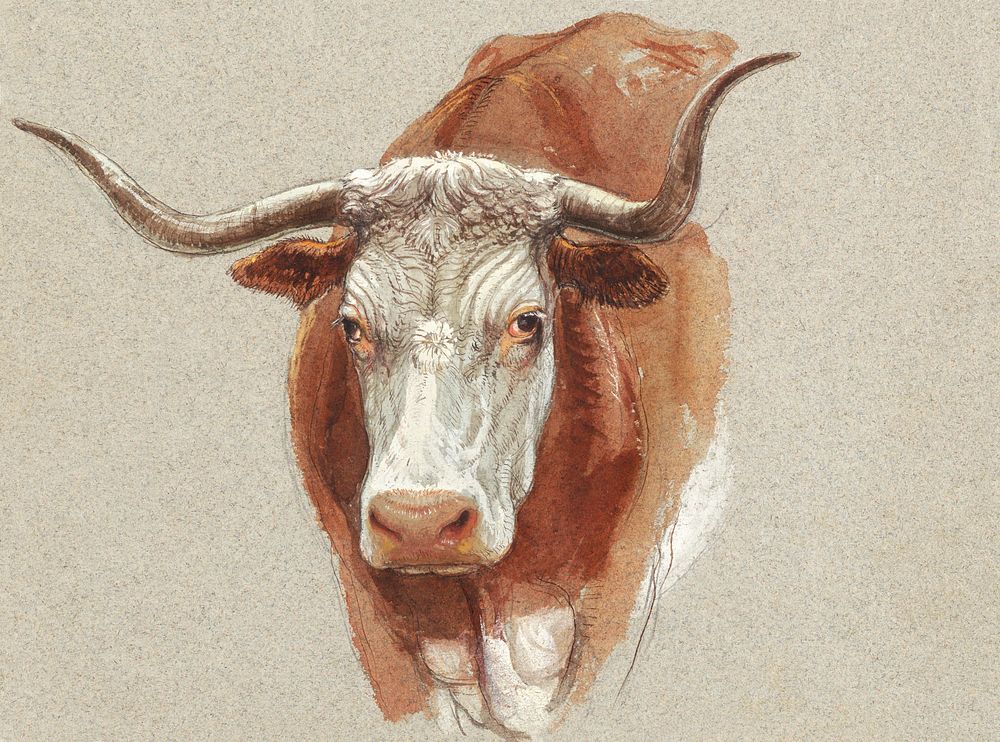 Head of a Cow or Ox (1871) by Samuel Colman. Original from The Smithsonian Institution. Digitally enhanced by rawpixel.