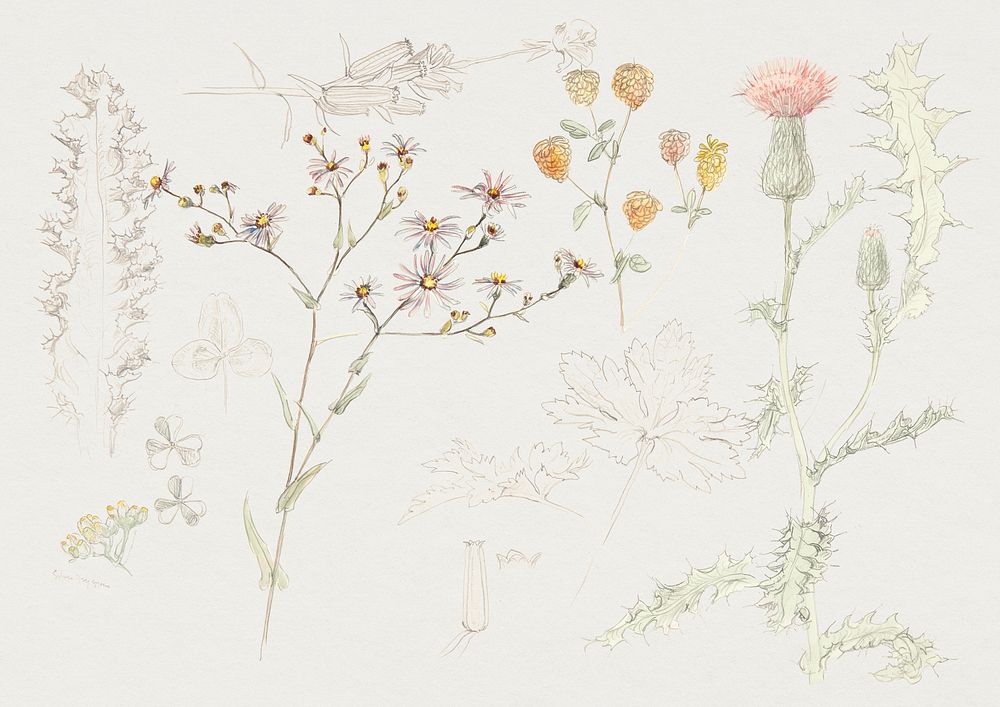 Studies of Meadow Flowers (ca. 1880) by Samuel Colman. Original from The Smithsonian Institution. Digitally enhanced by…